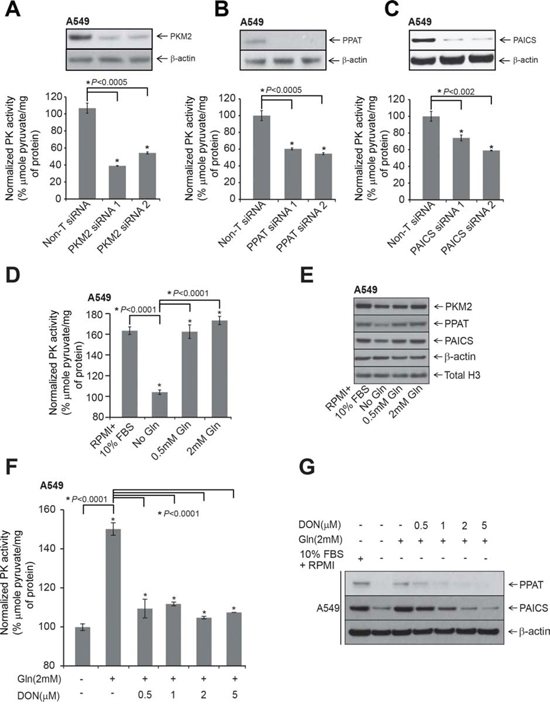 Modulation of PPAT and PAICS or glutamine treatment alters pyruvate kinase (PK) activity.