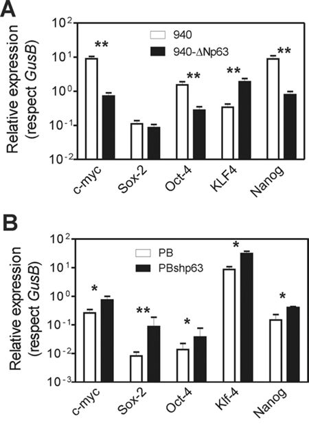 Altered p63 expression promotes altered expression of stemness factors.