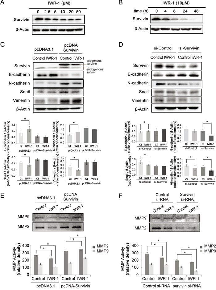 IWR-1 effects on EMT according to the survivin expression status.