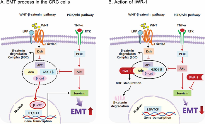 Proposed mechanism of IWR-1 related to EMT and survivin in colorectal cancer cells.