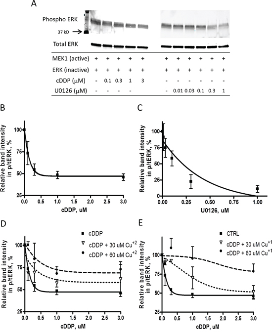 Inhibition of the activity of recombinant MEK1 by cDDP and U0126.