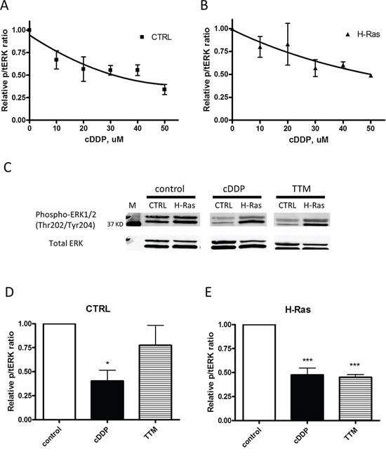 Inhibition of EKR1/2 phosphorylation by cDDP and TTM in whole cells.