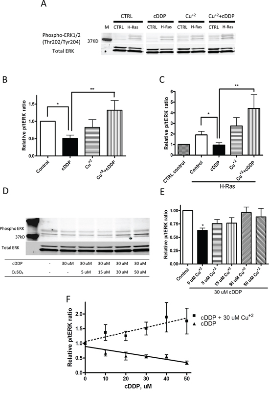 Cu counteracts cDDP-induced inhibition of ERK phosphorylation in whole cells.