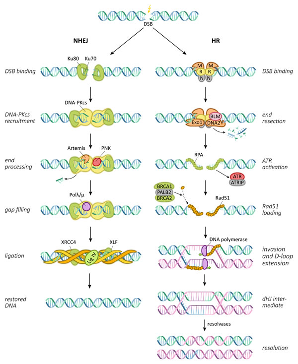 Central pathways and proteins involved in the repair of radiation-induced DNA double strand breaks.