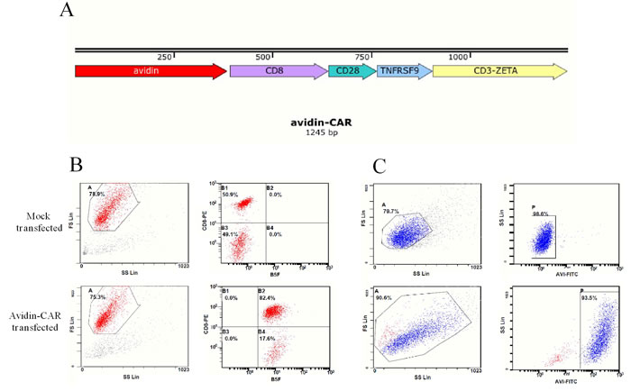 Plasmids construction and avidin expression on T cells.