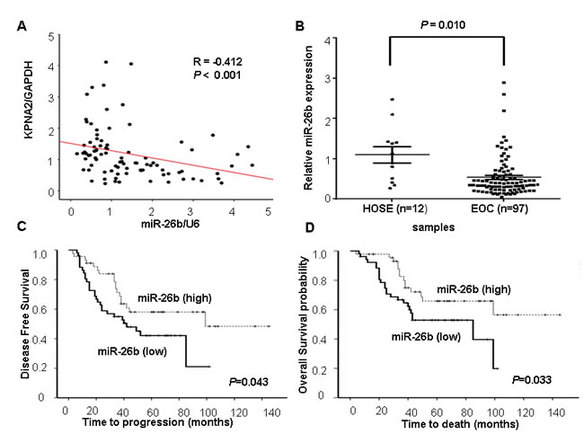 miR-26b expression and its inverse correlation with KPNA2 expression in EOC.