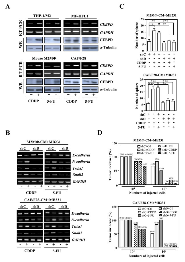 The activation of CEBPD in M2-like macrophages and myofibroblasts/CAFs enhances the sphere formation of breast cancer cells upon anticancer drug treatment.