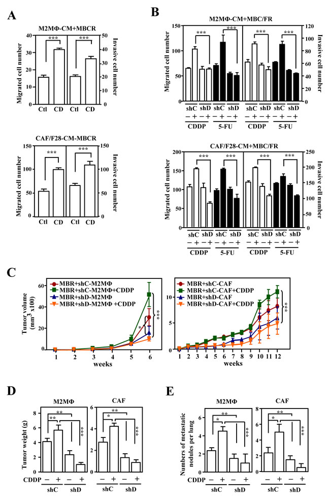 The activation of CEBPD after anticancer drug treatment in M2-like macrophages and CAFs enhances growth and metastasis/invasion of cancer cells.