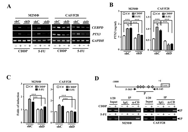 PTX3 is activated upon induction of CEBPD in M2-like macrophages and myofibroblasts/CAFs.