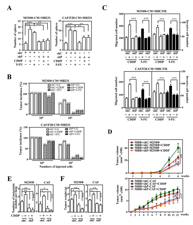 PTX3 contributes to the stemness, metastasis and invasion of cancer cells.