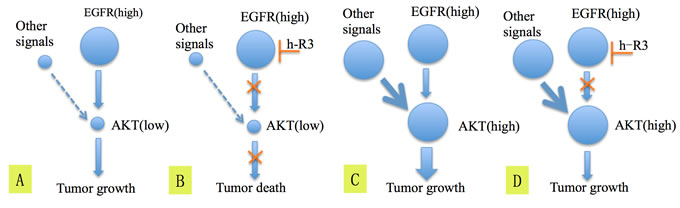 The hypothesis explaining the mechanism of blockage of EGFR by h-R3 and inactivation of Akt which lead to better survival in patients having tumors EGFR high/p-Akt low (