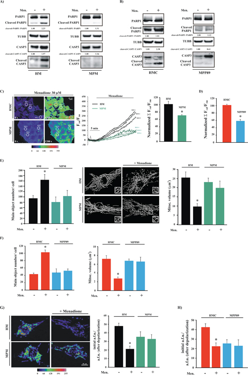 MPM cells are insensitive to pro-apoptotic stimuli.