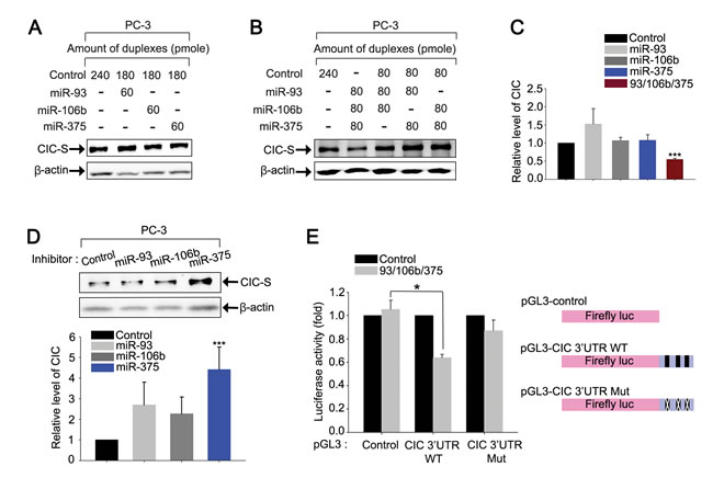 miR-93, miR-106b, and miR-375 cooperatively down-regulate CIC levels in PC-3 cells.