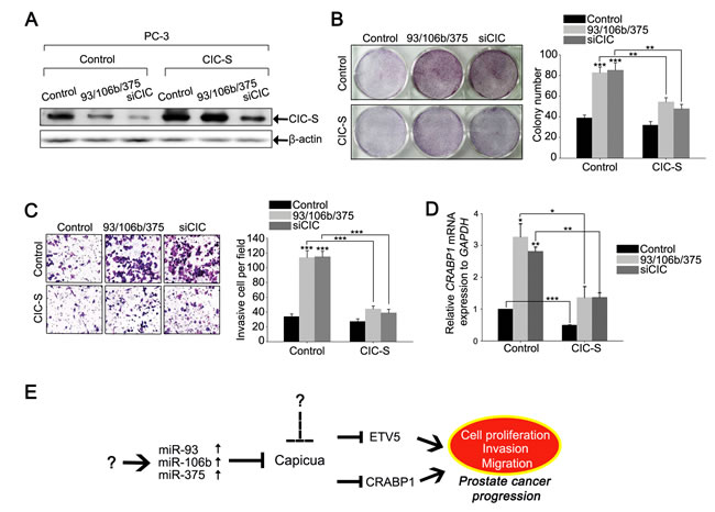 miR-93, miR-106b, and miR-375 co-regulate CIC-CRABP1 axis to promote cancer progression in PC-3 cells.
