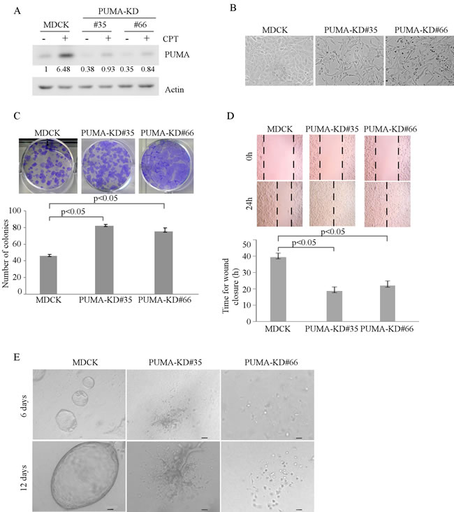 Knockdown of PUMA alters MDCK cell morphogenesis in 2-D and 3-D cultures.