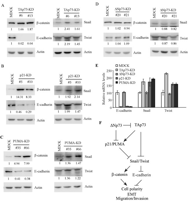 Knockdown of TAp73, p21, PUMA, but not &#x2206;Np73, induces EMT phenotypes in MDCK cells.