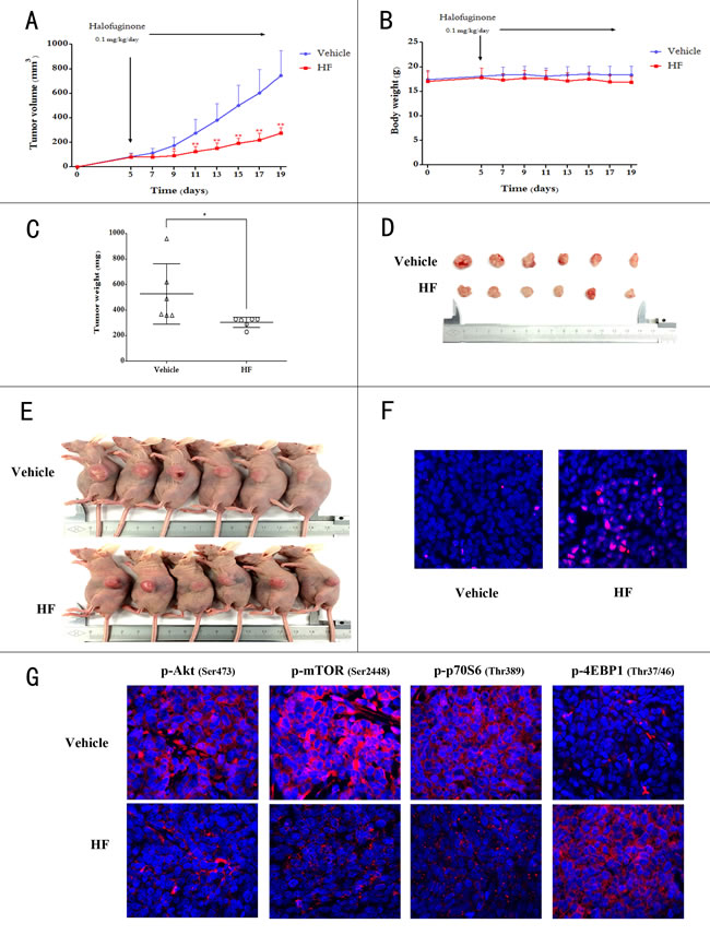 Halofuginone retards tumor growth in xenograft-bearing BALB/c nude mice.
