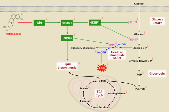 The proposed metabolic mechanism modulated by HF treatment in CRC cells.