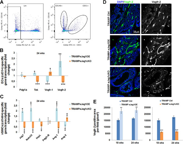 Transcription profile of angiocrine factors by endothelial and perivascular tumor associated cells in TRAMP endothelial-specific