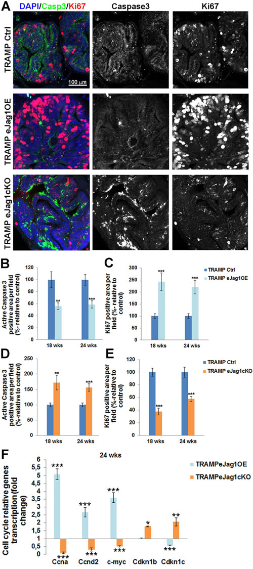 rostate cellular apoptosis and proliferation in TRAMP endothelial-specific