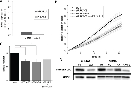 siRNA-mediated translation inhibition of PRKAR1A and PRKACB subunits reduces migration of MDA-MB-231 cells.