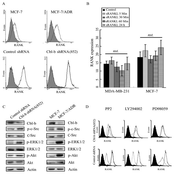 Cbl-b negatively regulated RANK expression by inhibiting p-Src, p-Akt, and p-ERK levels.