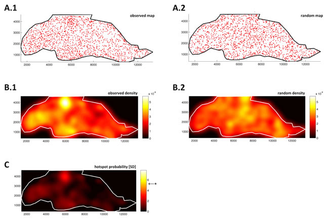 Blood vessels in fat tissue are distributed randomly and do not show significant clustering.