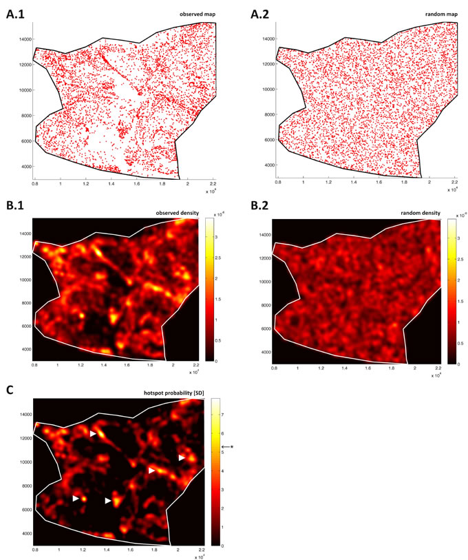 Blood vessels in colorectal tumor tissue show highly significant clustering.