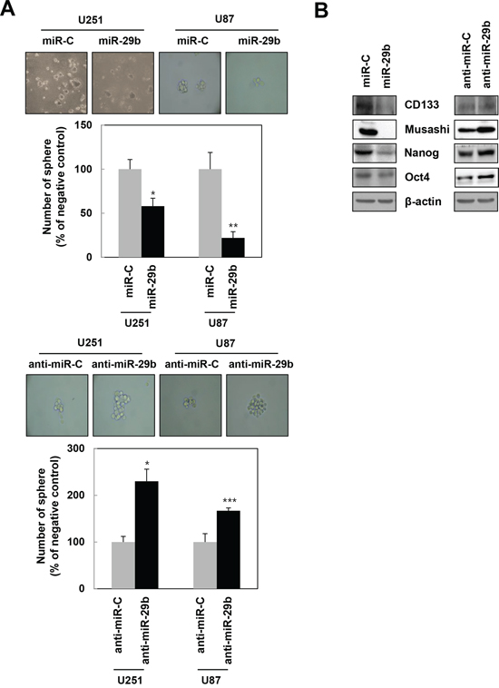 miR-29b regulates the maintenance of stemness in GBM cells.