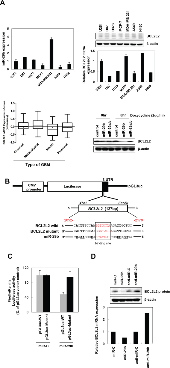 BCL2L2 is a direct target gene of miR-29b.