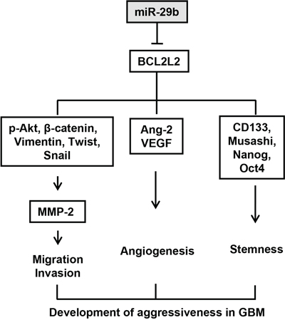 Mechanistic summary for tumorigenicity and stemness maintenance inhibiting actions of miR-29b through the direct targeting of BCL2L2 mRNA in GBM.