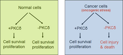 PKC&#948; in survival of normal versus cancer cells.