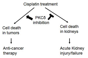 PKC&#948; inhibition enhances anti-cancer therapy while protecting kidneys during cisplatin treatment.