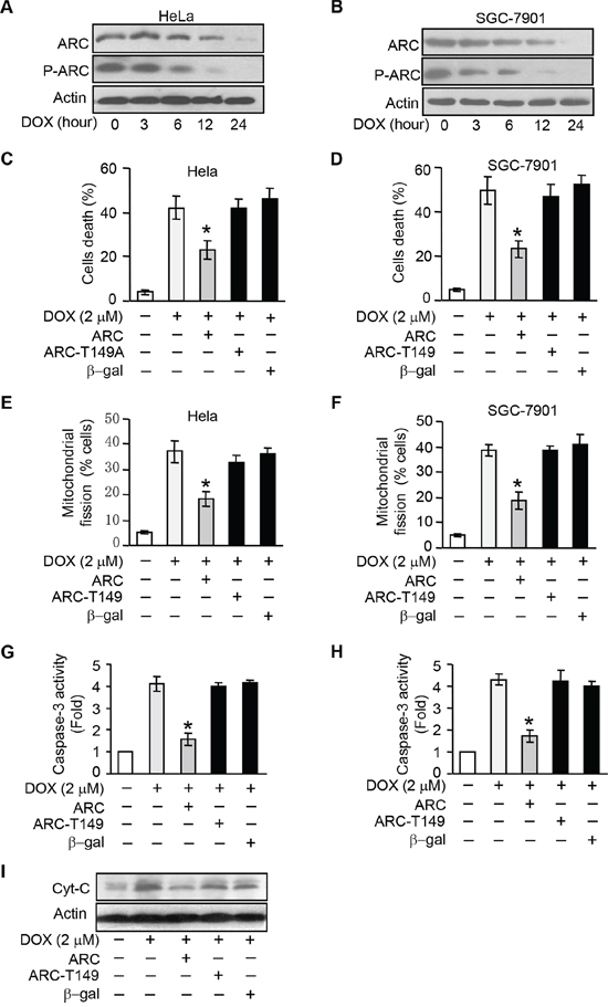 ARC requires to be phosphorylated to inhibit DOX induced apoptosis and mitochondria fission.