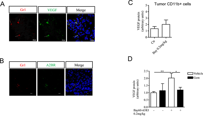 CD11b&#x002B;Gr1&#x002B; cells produce VEGF, that contributes to tumor angiogenesis.