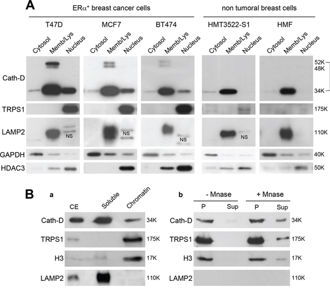 Nuclear localization of Cath-D and TRPS1.