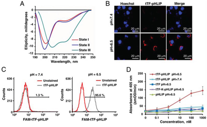 Functional characterization of expressed tTF-pHLIP proteins in vitro.