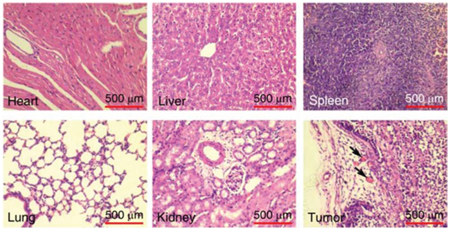 Thrombotic risk assessment in the normal tissue of the tTF-pHLIP-treated mice.