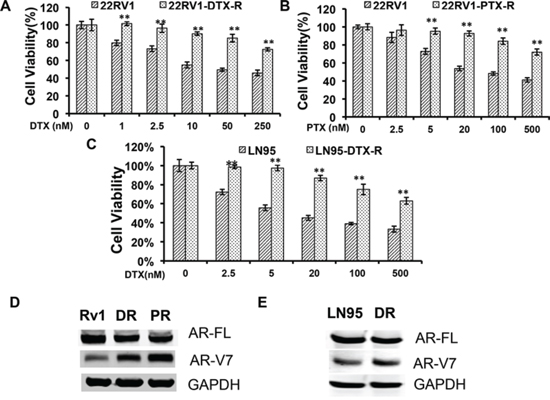 Upregulation of AR-V7 in taxane-resistant prostate cancer cells.