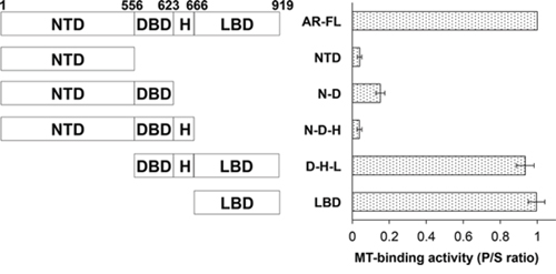 Microtubule-binding activity is mapped to the ligand-binding domain of AR.