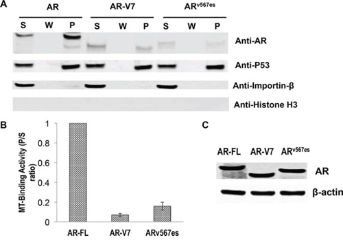 Poor microtubule-binding activities of the AR-Vs.