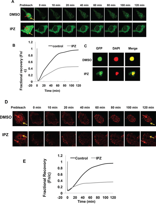 Nuclear translocation of AR-Vs is importin &#x03B2;-dependent.