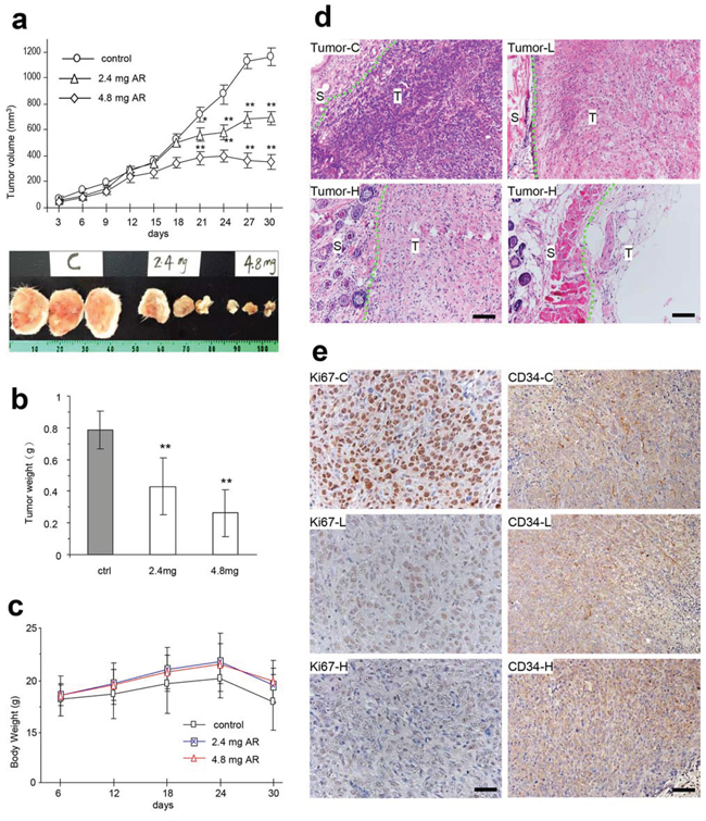 AR inhibited tumor growth by inducing tumor cell death and inhibiting Ki67 and CD34 expression.