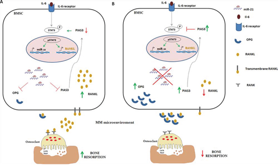 Descriptive cartoon of IL-6, miR-21 and STAT3 axis.