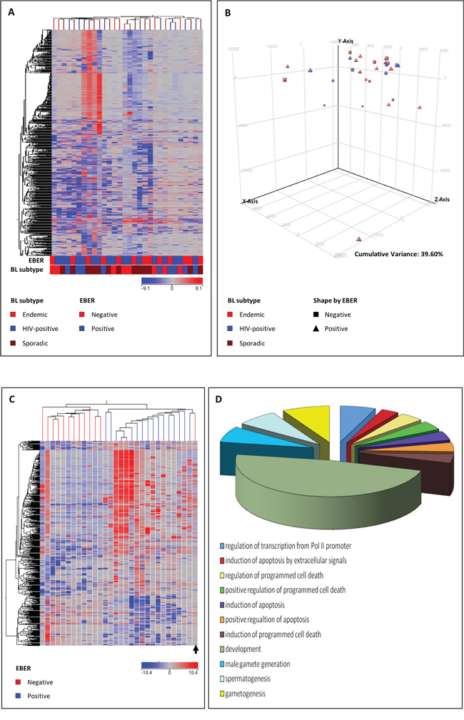 Unsupervised analyses (unsupervised hierarchical clustering, A. principal component analysis, B. failed to clearly discriminate Burkitt lymphoma (BL) subgroups based on the global gene profile.