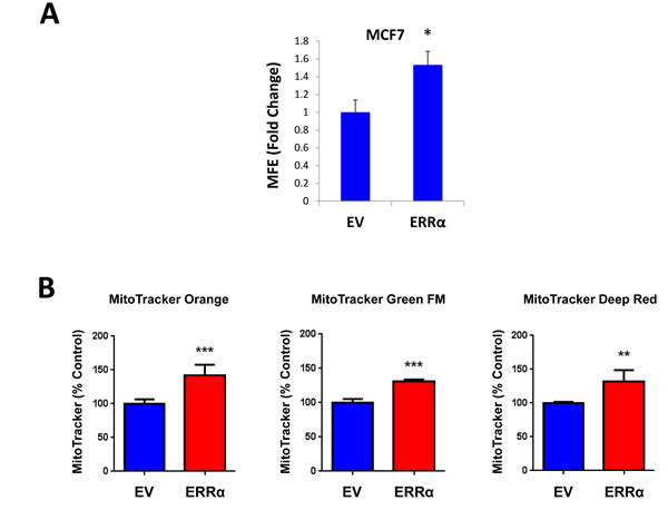 ERR&#x3b1; expression is required for 3D-spheroid formation in MCF7 cells.