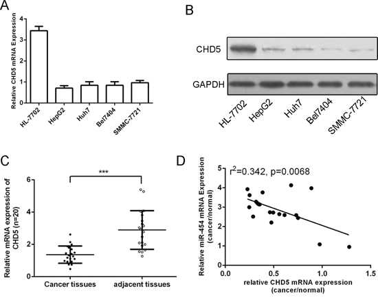 CHD5 was downregulated in HCC tissue and cell lines and was inversely expressed with miR-454.