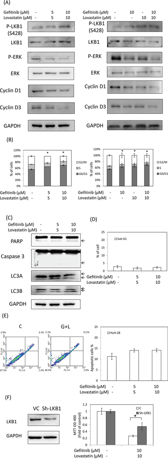 Combined treatment of lovastatin and gefitinib induced cell cycle arrest in HuH-28 cells.
