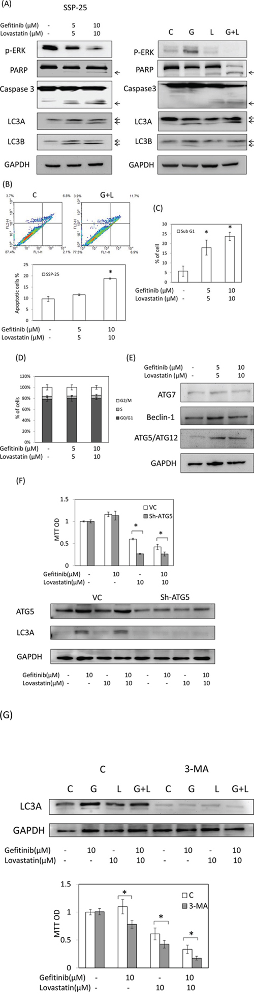 Combined treatment of gefitinib and lovastatin induced apoptosis and autophagy in SSP-25 cells.