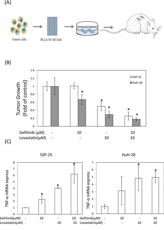 Combined treatment of lovastatin and gefitinib induced antitumor growth activity of human intrahepatic cholangiocarcinoma SSP-25 and HuH-28 cells grown in MTAMs and cultivated in mice.